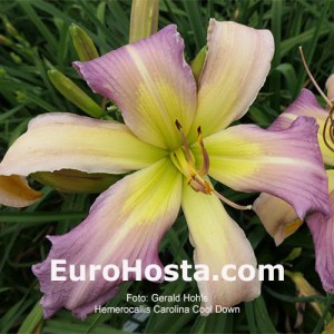 Hemerocallis Carolina Cool Down