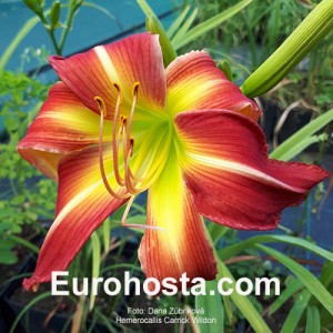 Hemerocallis Carrick Wildon - Eurohosta