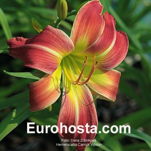 Hemerocallis Carrick Wildon - Eurohosta