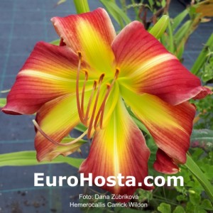 Hemerocallis Carrick Wildon - Eurohosta