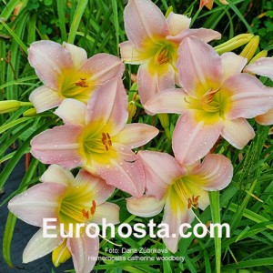 Hemerocallis Catherine Woodbery