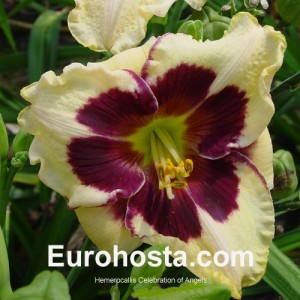 Hemerocallis Celebration of Angels