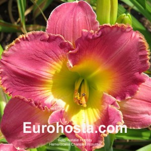 Hemerocallis Chance Encounter