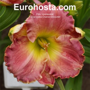 Hemerocallis Chance Encounter