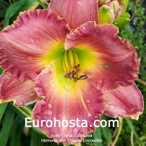 Hemerocallis Chance Encounter