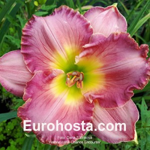 Hemerocallis Chance Encounter