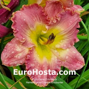 Hemerocallis Chance Encounter