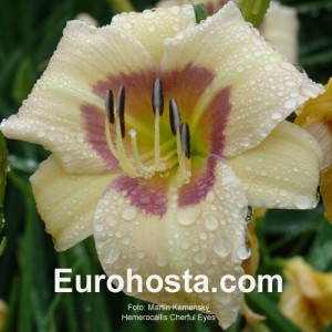 Hemerocallis Cherful Eyes