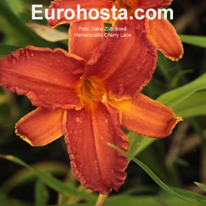 Hemerocallis Cherry Lace - Eurohosta