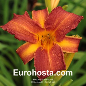 Hemerocallis Cherry Lace - Eurohosta