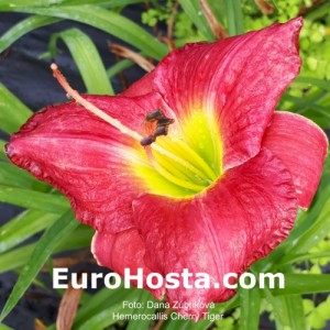 Hemerocallis Cherry Tiger