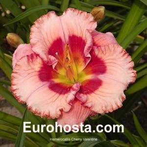 Hemerocallis Cherry Valentine