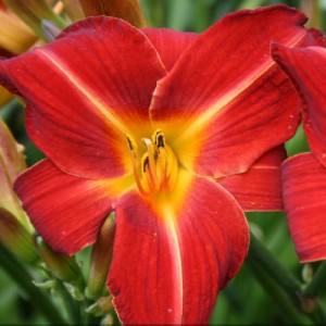 Hemerocallis Chewonski