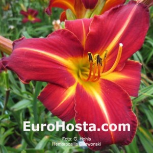 Hemerocallis Chewonski