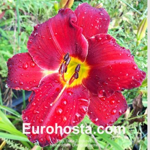 Hemerocallis Chicago Apache - Eurohosta