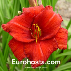 Hemerocallis Chicago Apache - Eurohosta