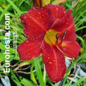 Hemerocallis Chicago Apache - Eurohosta