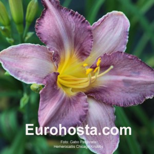 Hemerocallis Chicago Knobby - Eurohosta