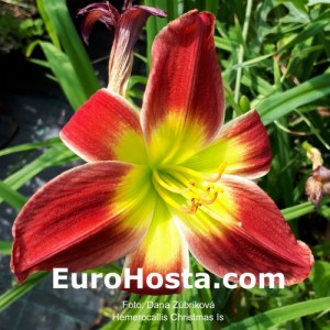 Hemerocallis Christmas Is - Eurohosta