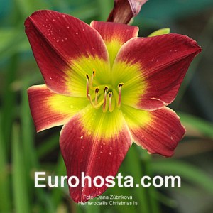 Hemerocallis Christmas Is - Eurohosta