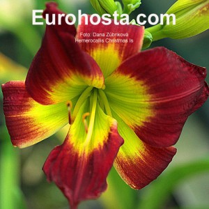 Hemerocallis Christmas Is - Eurohosta