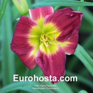 Hemerocallis Christmas Is - Eurohosta