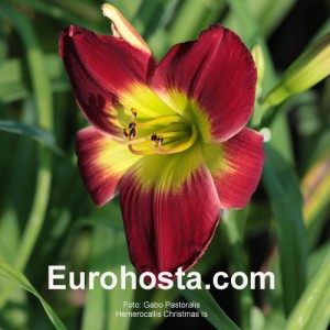 Hemerocallis Christmas Is - Eurohosta