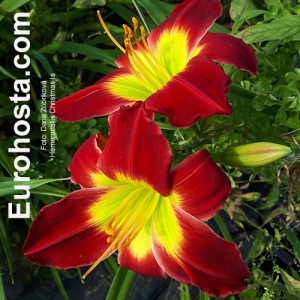 Hemerocallis Christmas Is - Eurohosta