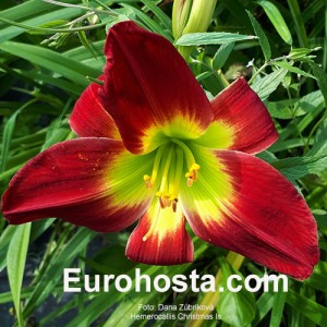 Hemerocallis Christmas Is - Eurohosta