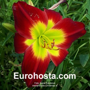 Hemerocallis Christmas Is - Eurohosta