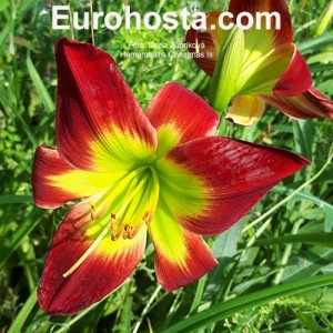 Hemerocallis Christmas Is - Eurohosta