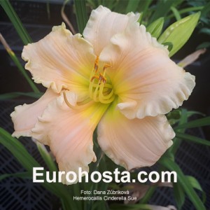 Hemerocallis Cinderella Sue