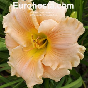 Hemerocallis Cinderella Sue