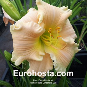 Hemerocallis Cinderella Sue