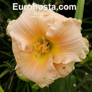 Hemerocallis Cinderella Sue