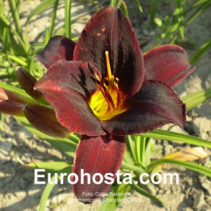 Hemerocallis Chocolate Candy - Eurohosta