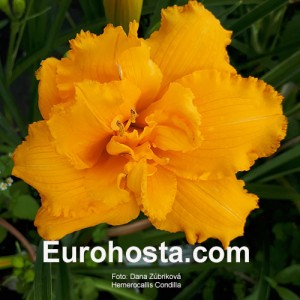 Hemerocallis Condilla