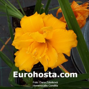 Hemerocallis Condilla