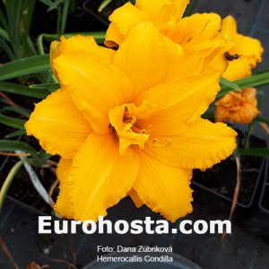 Hemerocallis Condilla