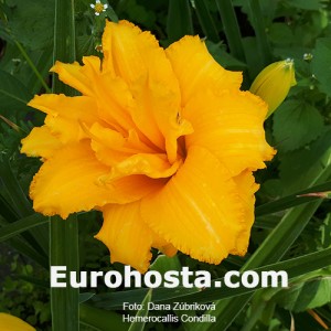 Hemerocallis Condilla