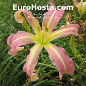 Hemerocallis Contact High