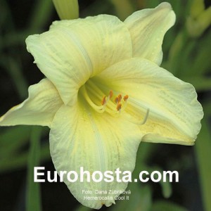 Hemerocallis Cool It - Eurohosta