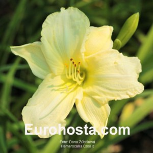 Hemerocallis Cool It - Eurohosta