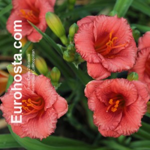 Hemerocallis Cosmopolitan - Eurohosta