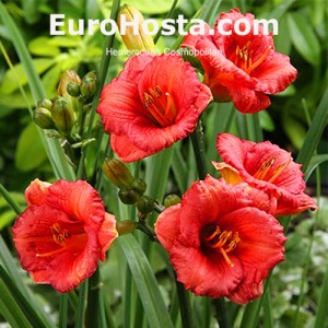 Hemerocallis Cosmopolitan - Eurohosta