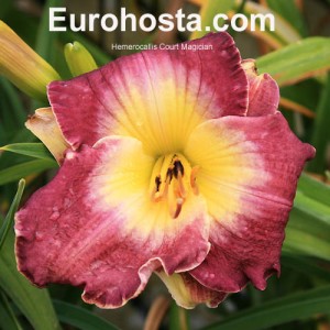 Hemerocallis Court Magician