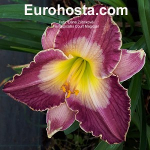 Hemerocallis Court Magician