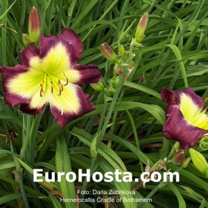 Hemerocallis Cradle of Bethlehem - Eurohosta