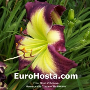 Hemerocallis Cradle of Bethlehem - Eurohosta