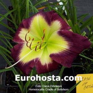 Hemerocallis Cradle of Bethlehem